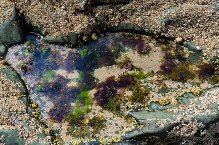 Framed Print : Rock pool on the beach at Ballywalter with seaweeds barnacles and limpets Framed Print : Rock pool on the beach at Ballywalter with seaweeds barnacles and limpets