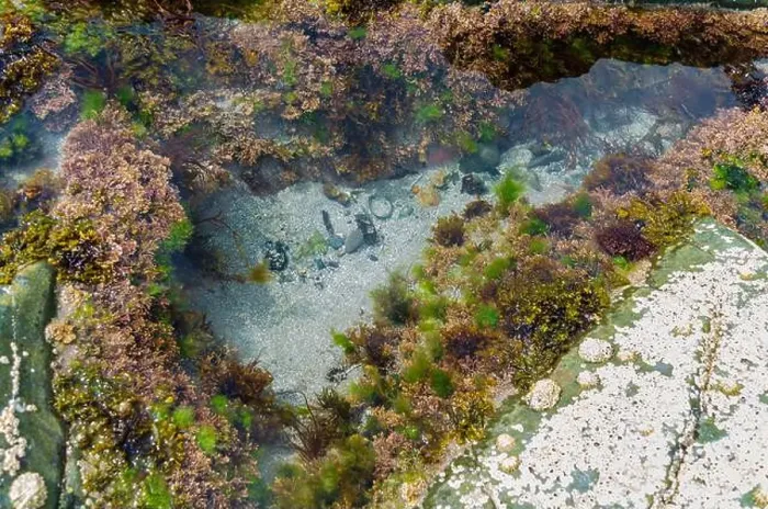 Framed Print : Rock pool on the beach at Ballywalter with seaweeds barnacles and limpets