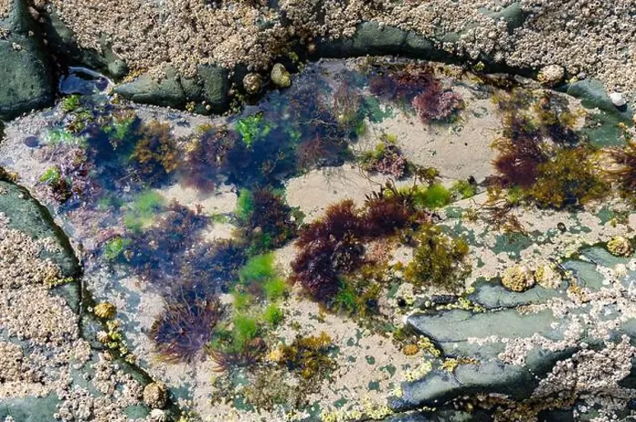 Framed Print : Rock pool on the beach at Ballywalter with seaweeds barnacles and limpets Framed Print : Rock pool on the beach at Ballywalter with seaweeds barnacles and limpets