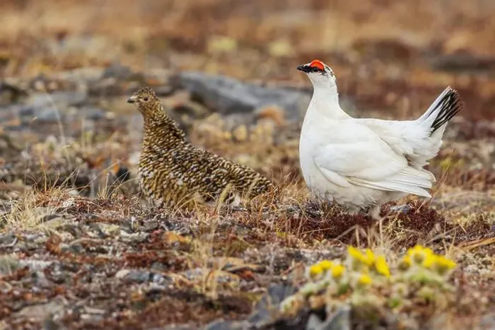 Framed Print : Rock ptarmigan pair, male courting hen on the arctic tundra Framed Print : Rock ptarmigan pair, male courting hen on the arctic tundra