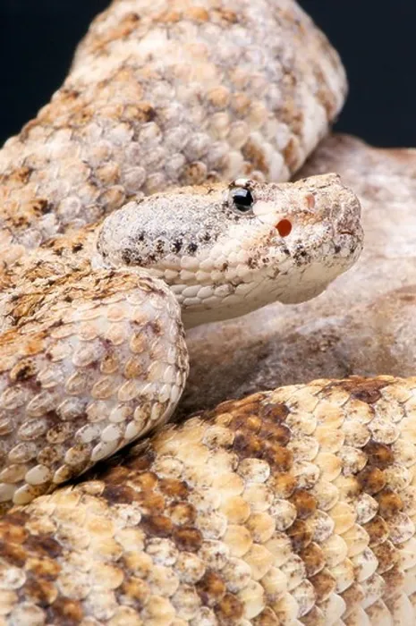 Framed Print : Rock rattlesnake / Crotalus mitchellii pyrrhus Framed Print : Rock rattlesnake / Crotalus mitchellii pyrrhus