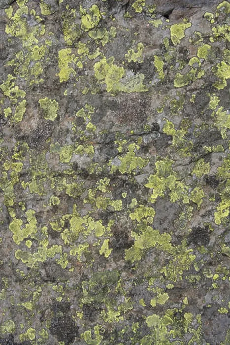 Framed Print : Rocks covered with algae  /  lichen on the Glyders mountain range in Snowdonia, North Wales