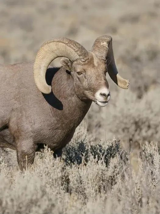 Framed Print : Rocky Mountain bighorn ram in rut. Rio Grande Gorge, New Mexico, USA Framed Print : Rocky Mountain bighorn ram in rut. Rio Grande Gorge, New Mexico, USA