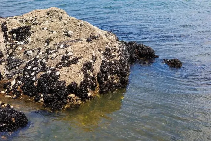 Framed Print : A rocky shoreline with black mussels and white barnacles clinging to the rocks, touched by clear ocean water Framed Print : A rocky shoreline with black mussels and white barnacles clinging to the rocks, touched by clear ocean water