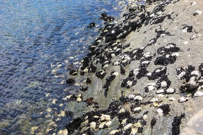 Framed Print : A rocky shoreline with black mussels and white barnacles clinging to the rocks, touched by clear ocean water Framed Print : A rocky shoreline with black mussels and white barnacles clinging to the rocks, touched by clear ocean water