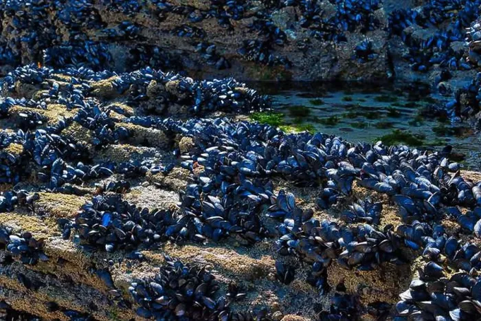 Framed Print : A rocky shoreline covered with clusters of blue-black mussels Framed Print : A rocky shoreline covered with clusters of blue-black mussels