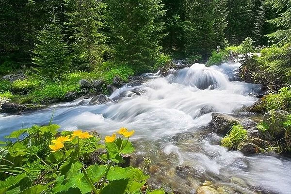 Rohacky Stream in Tatra Mountains Slovakia