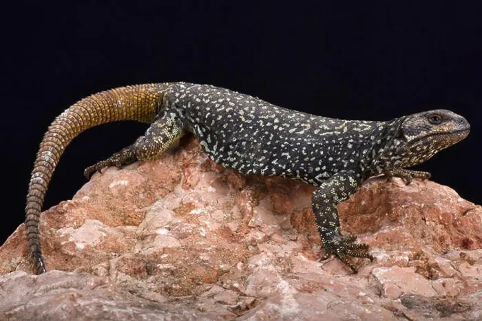 Framed Print : Roig's mountain lizard (Phymaturus roigorum) Framed Print : Roig's mountain lizard (Phymaturus roigorum)