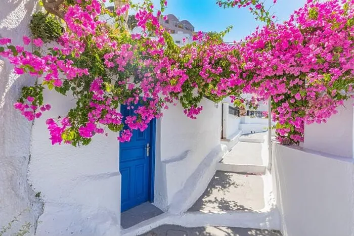 Framed Print : Romantic blue door with pink flowers, idyllic nature. Couple honeymoon destination, urban street banner. Santorini, Greece Framed Print : Romantic blue door with pink flowers, idyllic nature. Couple honeymoon destination, urban street banner. Santorini, Greece