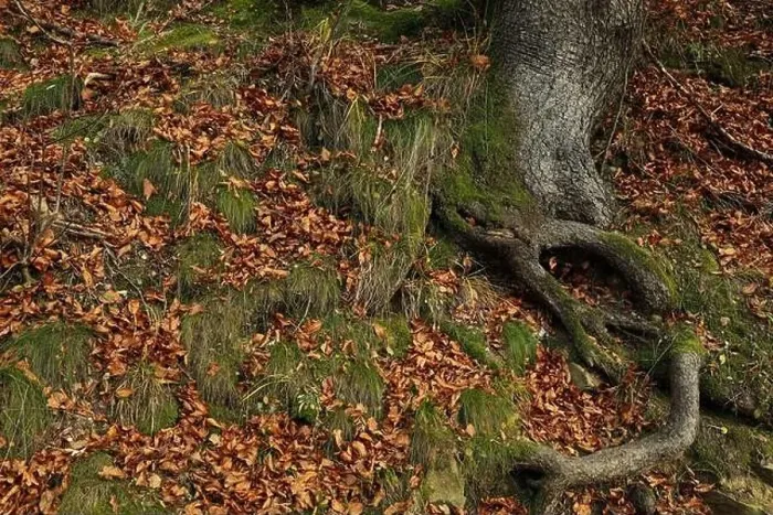 Framed Print : Root of tree with moss in autumn day Framed Print : Root of tree with moss in autumn day