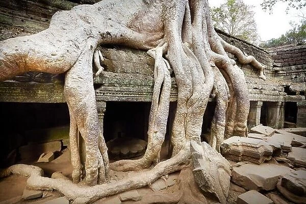 Roots of a giant tree overgrowing ruins of Ta Prohm Temple, Angkor, Cambodia, Asia