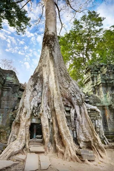 Framed Print : Roots of a giant tree overgrowing ruins of Ta Prohm Temple, Angkor, Cambodia, Asia