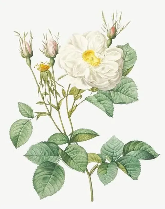 Framed Print : Rosa alba foliacea. Rose flower illustration. Antique Botanical art by Pierre Joseph Redouté. Circa 1833 Framed Print : Rosa alba foliacea. Rose flower illustration. Antique Botanical art by Pierre Joseph Redouté. Circa 1833