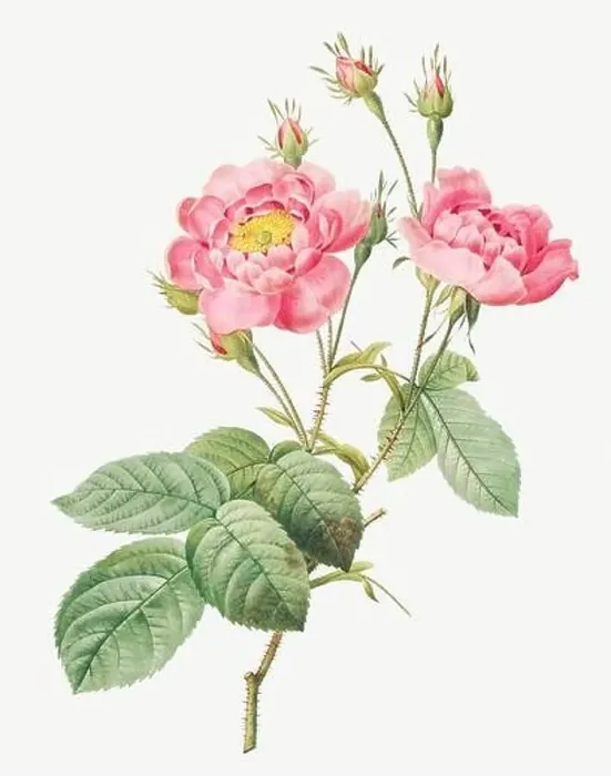 Framed Print : Rosa Centifolia Anemonoides. Rose flower illustration. Antique Botanical art by Pierre Joseph Redouté. Circa 1833 Framed Print : Rosa Centifolia Anemonoides. Rose flower illustration. Antique Botanical art by Pierre Joseph Redouté. Circa 1833