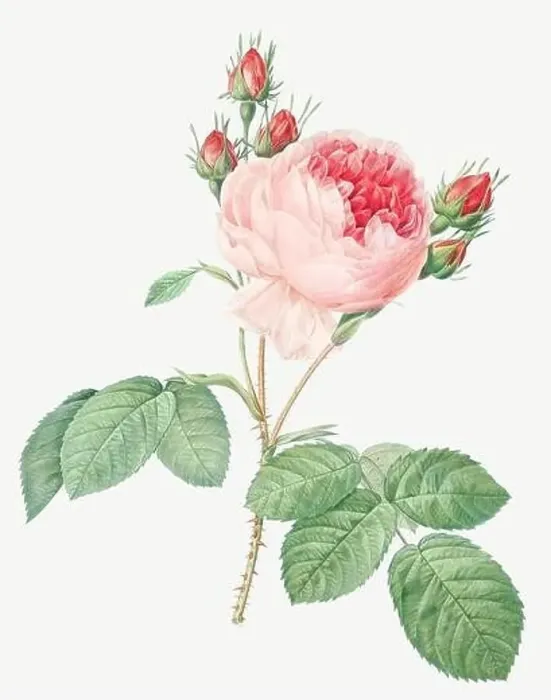 Framed Print : Rosa Centifolia. Rose flower illustration. Antique Botanical art by Pierre Joseph Redouté. Circa 1833 Framed Print : Rosa Centifolia. Rose flower illustration. Antique Botanical art by Pierre Joseph Redouté. Circa 1833
