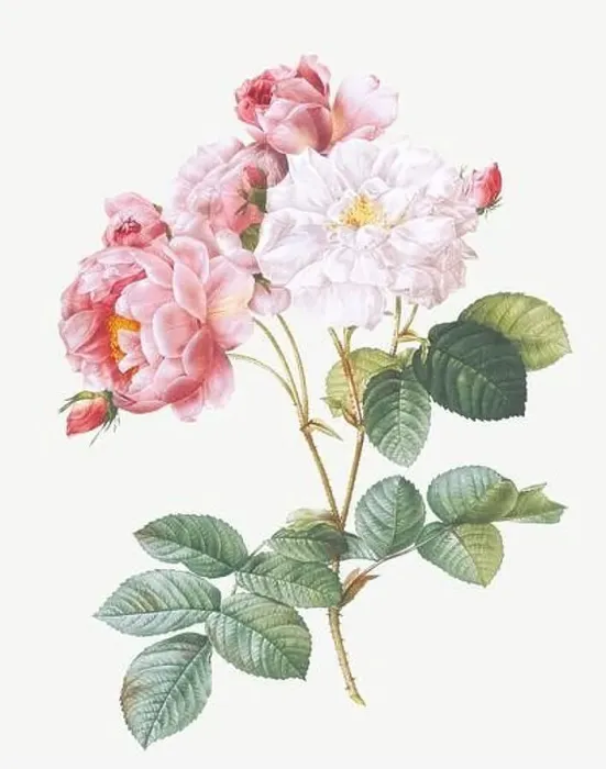 Framed Print : Rosa Damascena. Rose flower illustration. Antique Botanical art by Pierre Joseph Redouté. Circa 1833 Framed Print : Rosa Damascena. Rose flower illustration. Antique Botanical art by Pierre Joseph Redouté. Circa 1833