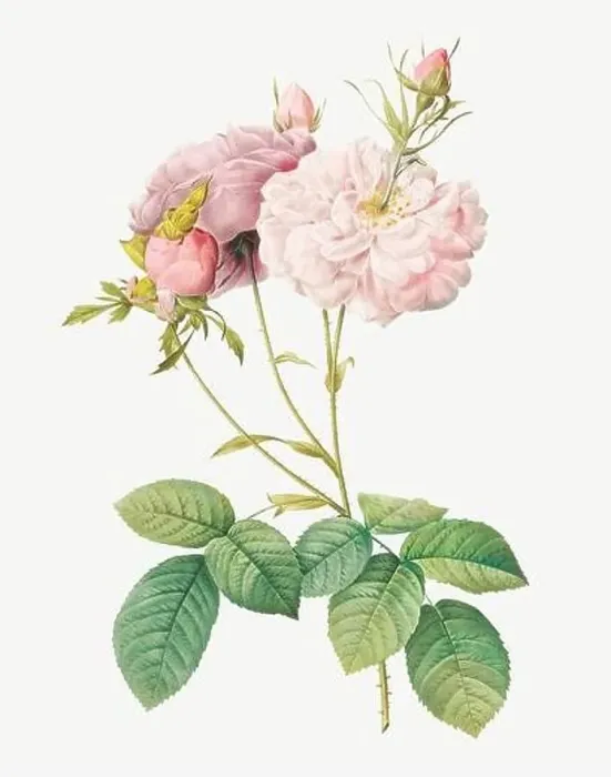 Framed Print : Rosa Damascena. Rose flower illustration. Antique Botanical art by Pierre Joseph Redouté. Circa 1833 Framed Print : Rosa Damascena. Rose flower illustration. Antique Botanical art by Pierre Joseph Redouté. Circa 1833