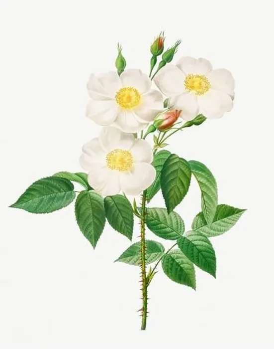 Framed Print : Rosa Damascena Subalba. Rose flower illustration. Antique Botanical art by Pierre Joseph Redouté. Circa 1833 Framed Print : Rosa Damascena Subalba. Rose flower illustration. Antique Botanical art by Pierre Joseph Redouté. Circa 1833