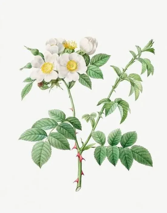 Framed Print : Rosa Damascena-Subalba. Rose flower illustration. Antique Botanical art by Pierre Joseph Redouté. Circa 1833 Framed Print : Rosa Damascena-Subalba. Rose flower illustration. Antique Botanical art by Pierre Joseph Redouté. Circa 1833