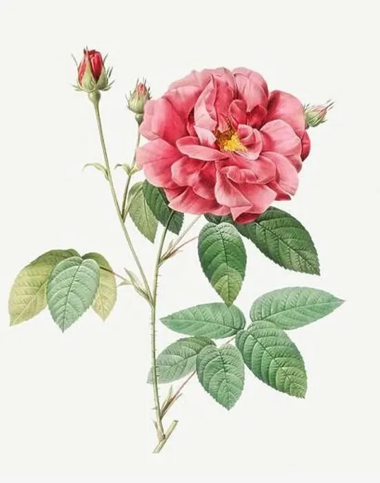 Framed Print : Rosa Gallica Officinalis. Rose flower illustration. Antique Botanical art by Pierre Joseph Redouté. Circa 1833 Framed Print : Rosa Gallica Officinalis. Rose flower illustration. Antique Botanical art by Pierre Joseph Redouté. Circa 1833