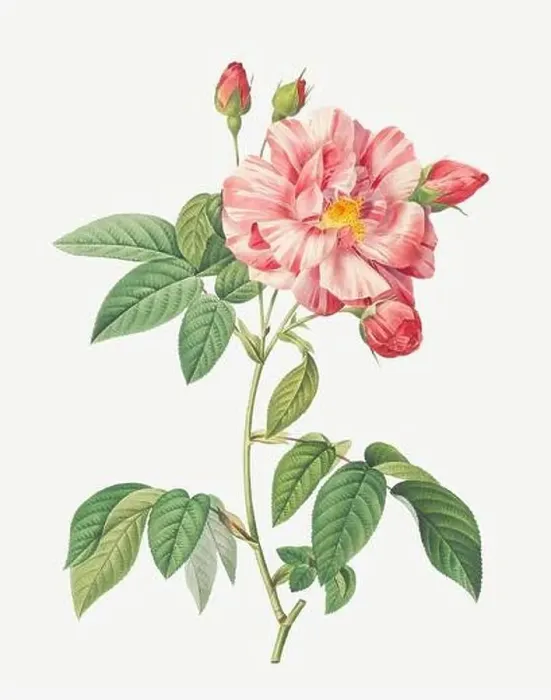 Framed Print : Rosa Gallica Versicolor. Rose flower illustration. Antique Botanical art by Pierre Joseph Redouté. Circa 1833 Framed Print : Rosa Gallica Versicolor. Rose flower illustration. Antique Botanical art by Pierre Joseph Redouté. Circa 1833