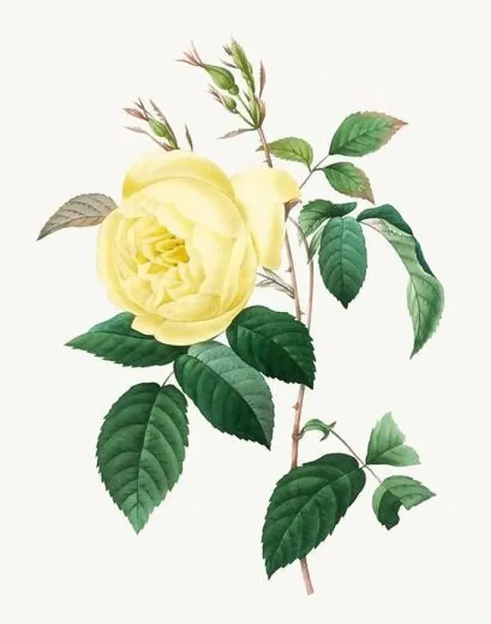 Framed Print : Rosa Indica. Rose flower illustration. Antique Botanical art by Pierre Joseph Redouté. Circa 1833 Framed Print : Rosa Indica. Rose flower illustration. Antique Botanical art by Pierre Joseph Redouté. Circa 1833