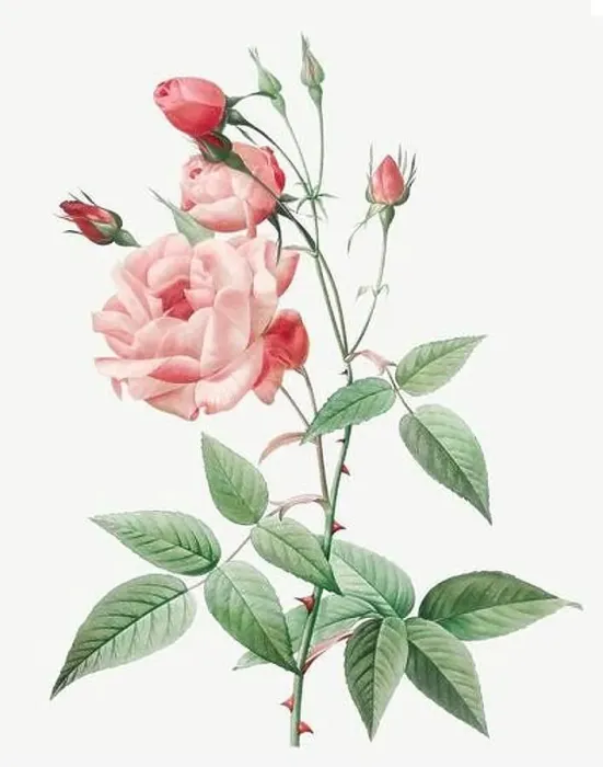 Framed Print : Rosa Indica vulgaris. Rose flower illustration. Antique Botanical art by Pierre Joseph Redouté. Circa 1833 Framed Print : Rosa Indica vulgaris. Rose flower illustration. Antique Botanical art by Pierre Joseph Redouté. Circa 1833