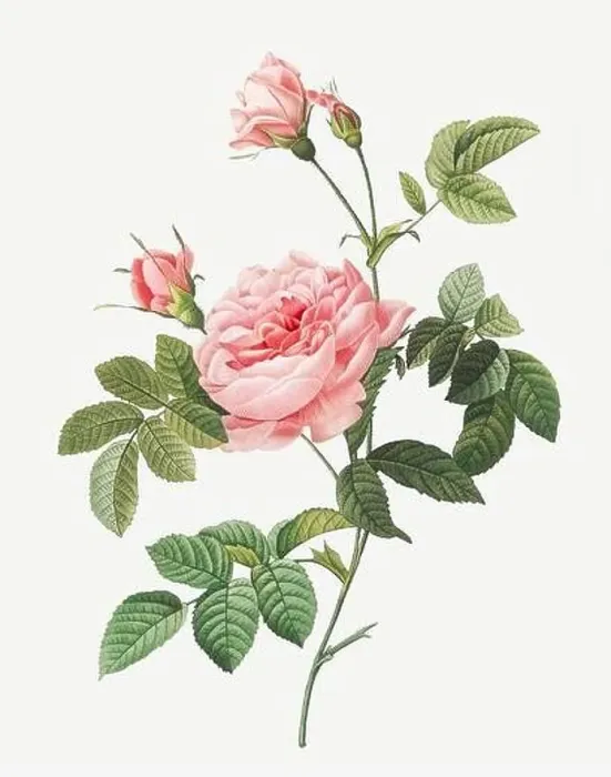 Framed Print : Rosa Inermis. Rose flower illustration. Antique Botanical art by Pierre Joseph Redouté. Circa 1833 Framed Print : Rosa Inermis. Rose flower illustration. Antique Botanical art by Pierre Joseph Redouté. Circa 1833