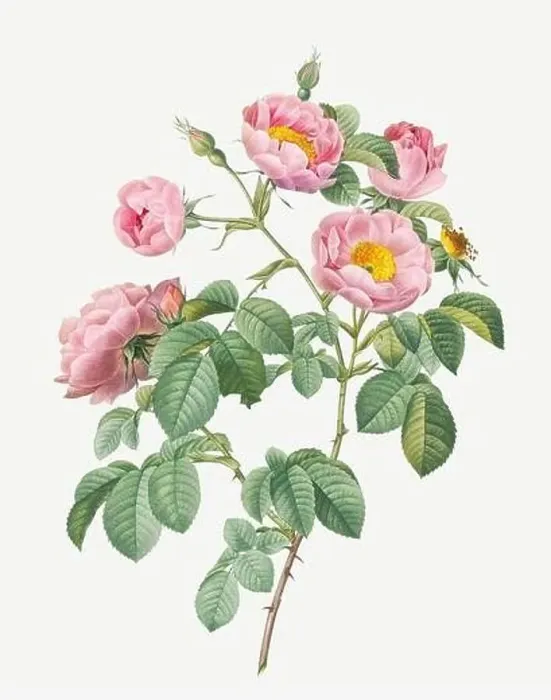 Framed Print : Rosa Mollissima. Rose flower illustration. Antique Botanical art by Pierre Joseph Redouté. Circa 1833 Framed Print : Rosa Mollissima. Rose flower illustration. Antique Botanical art by Pierre Joseph Redouté. Circa 1833