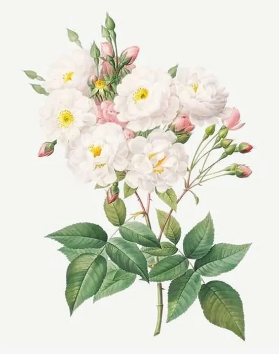Framed Print : Rosa Noisettiana. Rose flower illustration. Antique Botanical art by Pierre Joseph Redouté. Circa 1833 Framed Print : Rosa Noisettiana. Rose flower illustration. Antique Botanical art by Pierre Joseph Redouté. Circa 1833