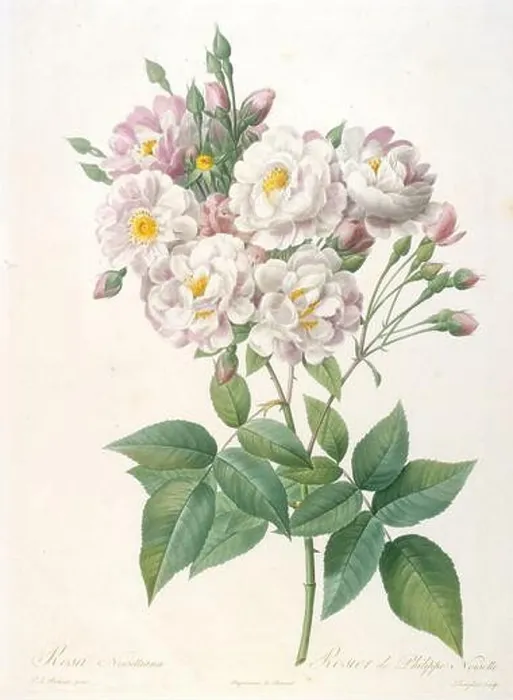 Framed Print : Rosa noisettiana (Rosebush of Philippe Noisette) Framed Print : Rosa noisettiana (Rosebush of Philippe Noisette)