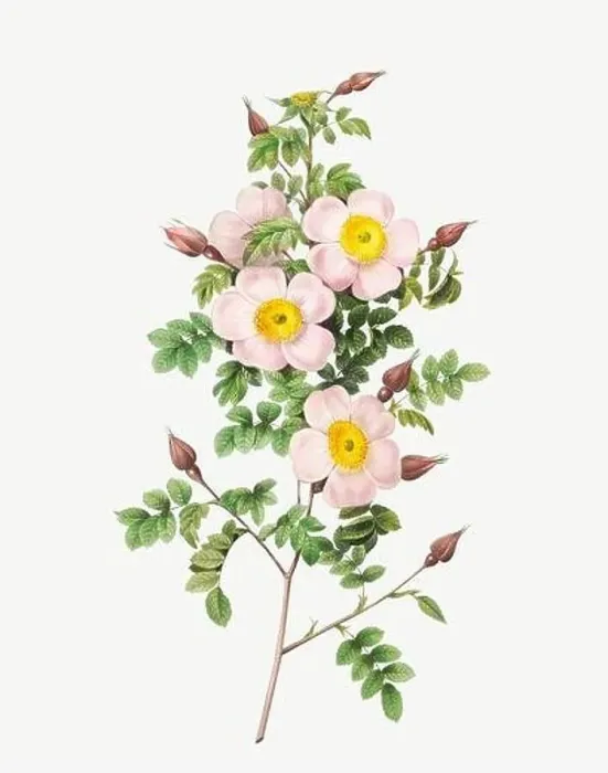 Framed Print : Rosa pimpinelli folia, Burnet Rose Framed Print : Rosa pimpinelli folia, Burnet Rose