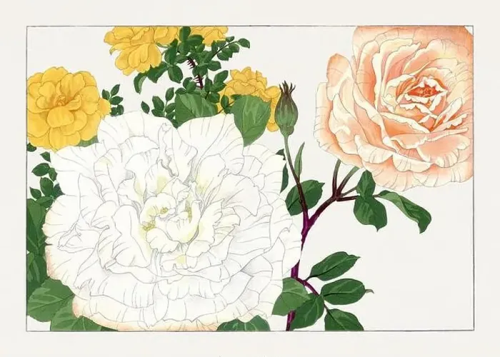 Framed Print : Rose. Asian art. Japanese flower woodblock art by Tanigami Kônan Framed Print : Rose. Asian art. Japanese flower woodblock art by Tanigami Kônan