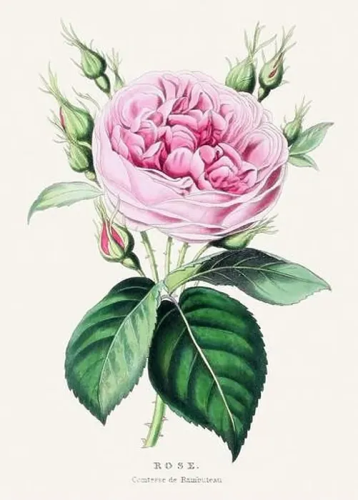 Framed Print : Rose. Colorful Flower Illustration. Vintage Botanical Art. Circa 1848 Framed Print : Rose. Colorful Flower Illustration. Vintage Botanical Art. Circa 1848