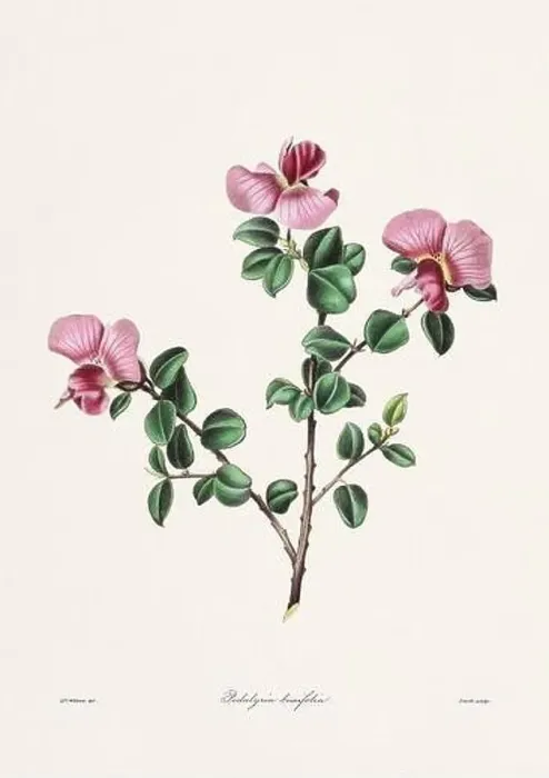 Framed Print : Rose. Colorful Flower Illustration. Vintage Botanical Art. Circa 1836 Framed Print : Rose. Colorful Flower Illustration. Vintage Botanical Art. Circa 1836