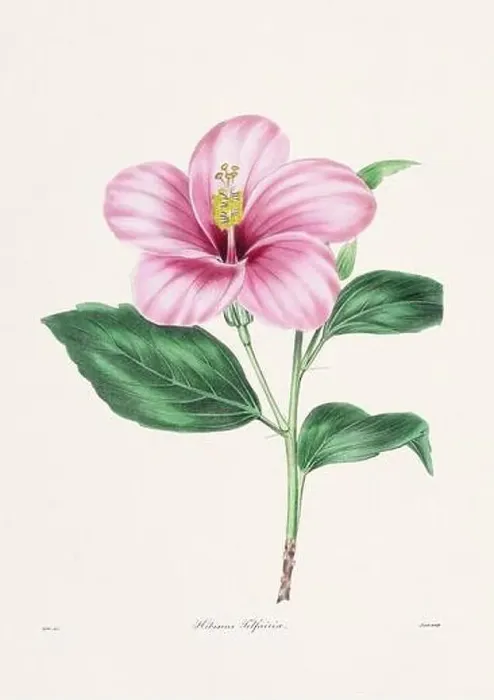 Framed Print : Rose. Colorful Flower Illustration. Vintage Botanical Art. Circa 1836