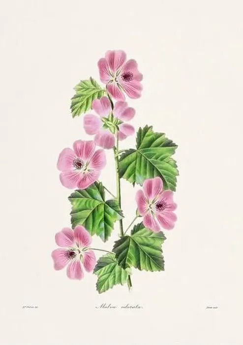 Framed Print : Rose. Colorful Flower Illustration. Vintage Botanical Art. Circa 1836