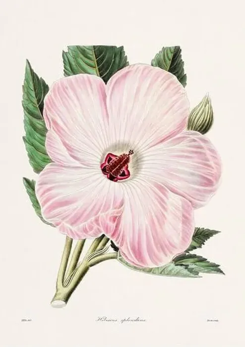 Framed Print : Rose. Colorful Flower Illustration. Vintage Botanical Art. Circa 1836 Framed Print : Rose. Colorful Flower Illustration. Vintage Botanical Art. Circa 1836