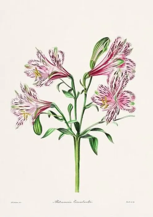 Framed Print : Rose. Colorful Flower Illustration. Vintage Botanical Art. Circa 1836