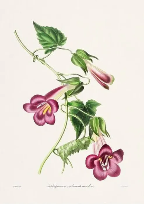Framed Print : Rose. Colorful Flower Illustration. Vintage Botanical Art. Circa 1836