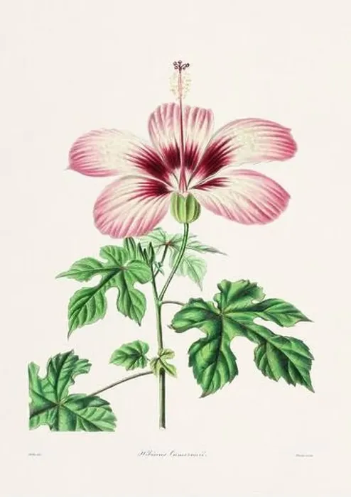 Framed Print : Rose. Colorful Flower Illustration. Vintage Botanical Art. Circa 1836
