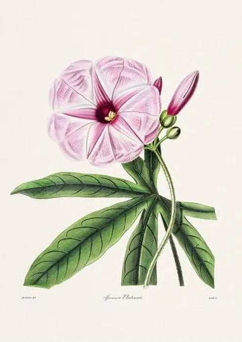 Framed Print : Rose. Colorful Flower Illustration. Vintage Botanical Art. Circa 1836 Framed Print : Rose. Colorful Flower Illustration. Vintage Botanical Art. Circa 1836