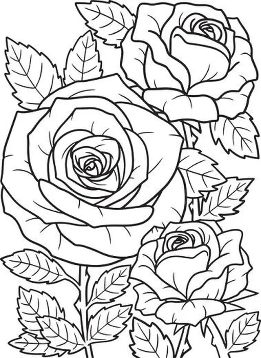 Framed Print : Rose Flower Coloring Page for Adults Framed Print : Rose Flower Coloring Page for Adults
