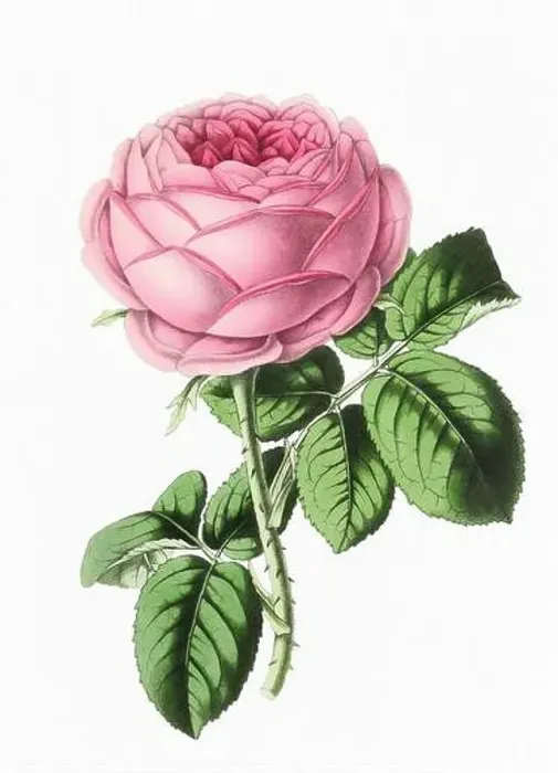 Framed Print : Rose Flower. Digital vintage-style flower illustration on a paper textured white background Framed Print : Rose Flower. Digital vintage-style flower illustration on a paper textured white background