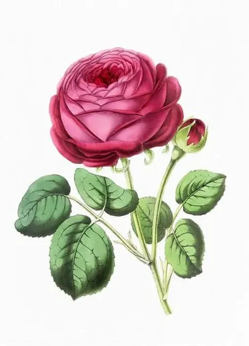 Framed Print : Rose Flower. Digital vintage-style flower illustration on a paper textured white background Framed Print : Rose Flower. Digital vintage-style flower illustration on a paper textured white background