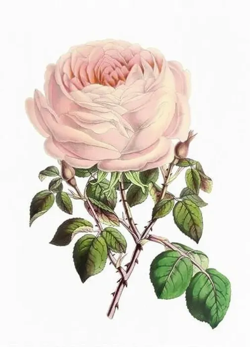 Framed Print : Rose Flower. Digital vintage-style flower illustration on a paper textured white background Framed Print : Rose Flower. Digital vintage-style flower illustration on a paper textured white background
