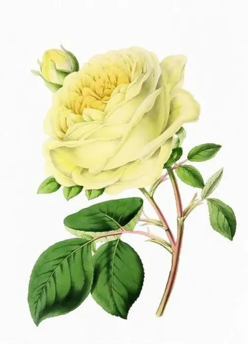Framed Print : Rose Flower. Digital vintage-style flower illustration on a paper textured white background Framed Print : Rose Flower. Digital vintage-style flower illustration on a paper textured white background