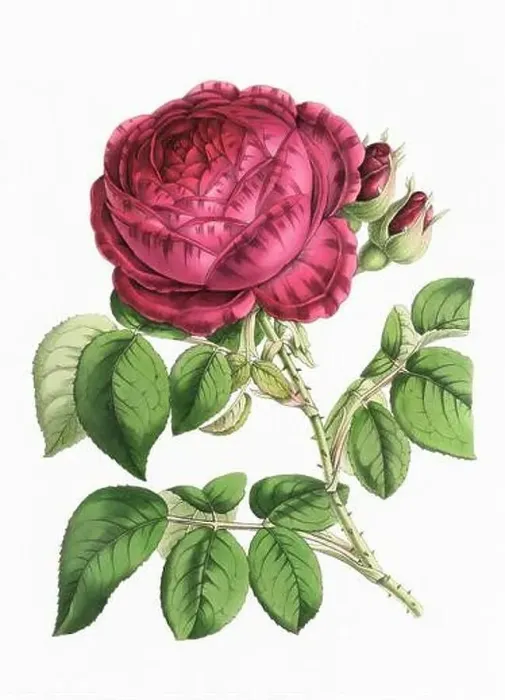 Framed Print : Rose Flower. Digital vintage-style flower illustration on a paper textured white background Framed Print : Rose Flower. Digital vintage-style flower illustration on a paper textured white background