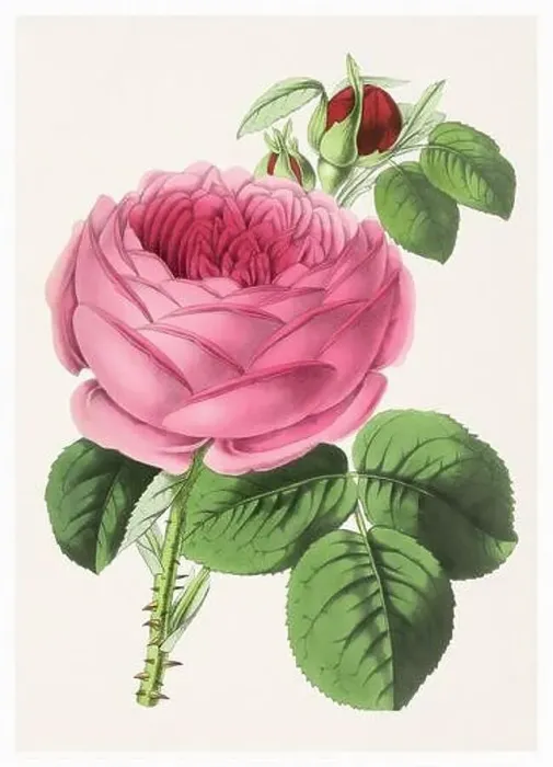 Framed Print : Rose Flower. Digital vintage-style flower illustration on a textured beige background Framed Print : Rose Flower. Digital vintage-style flower illustration on a textured beige background