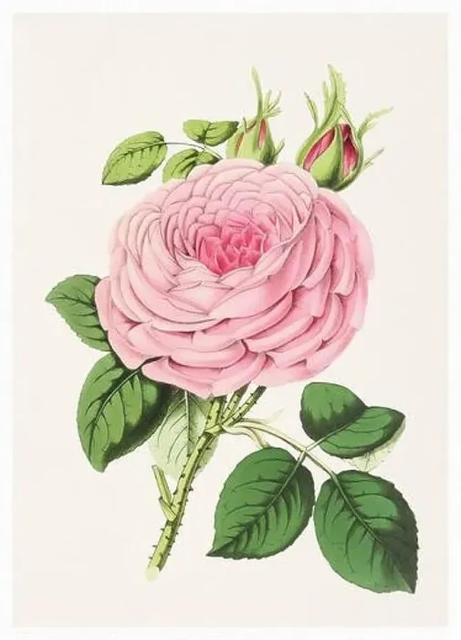 Framed Print : Rose Flower. Digital vintage-style flower illustration on a textured beige background Framed Print : Rose Flower. Digital vintage-style flower illustration on a textured beige background